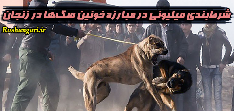 شرط‌بندی میلیونی در مبارزه خونین سگ‌ها در زنجان
