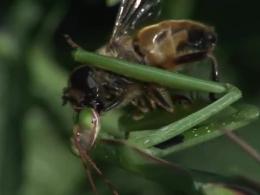 خوردن زنبور زنده توسط مانتیس