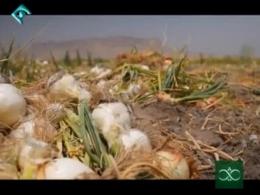 «فاجعه در جيرفت» | صداي کشاورزان جيرفتي به جايي نمي رسد!!