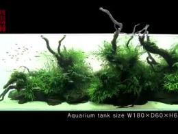 آموزش طراحی و ساخت آکواریوم گیاهی توسط تاکاشی آمانو 