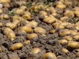 دفن 1700 تن سیب زمینی به بهانه تنظیم بازار