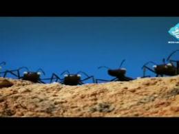 انیمیشن مورچه ها