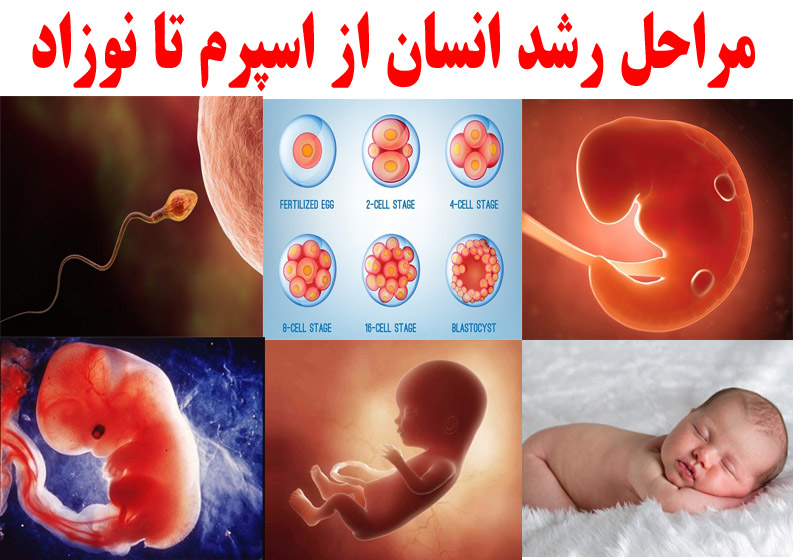 مراحل رشد انسان / از اسپرم تا نوزاد