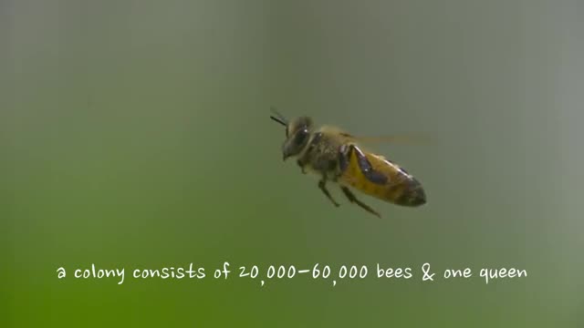 دنیای زیبای زنبور عسل(فیلمبرداری با سرعت بالا)