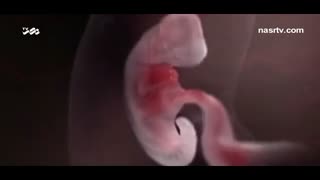 مراحلی که جنین انسان در شکم مادر طی می کند
