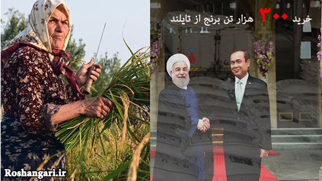 انتقاد شالیکاران مازندرانی از توافق روحانی با تایلندی‌ها/ با این تصمیم برنج ایرانی را کِرم‌ها باید بخورند!