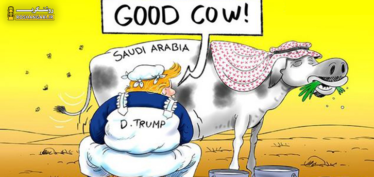 واکنش کارشناسان بی بی سی به گاو شیرده سعودی