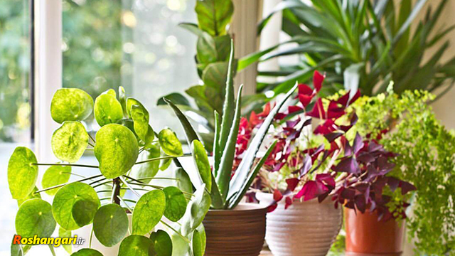 چه گیاهانی برای نگهداری داخل آپارتمان مناسب هستند؟