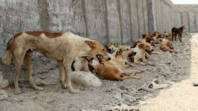 جنایت شهرداری کهریزک و تزریق اسید به قلب سگها