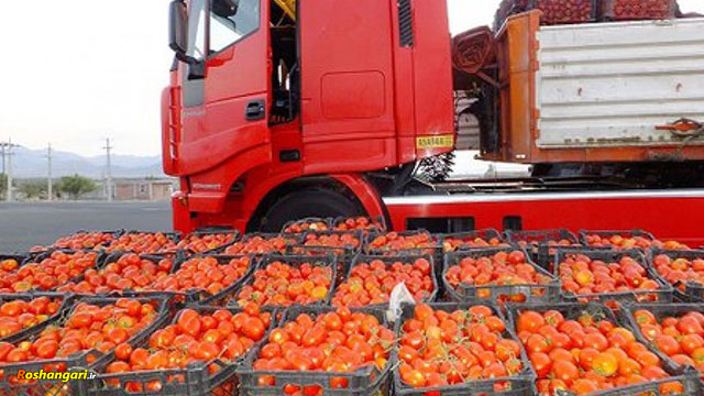 چرا قیمت گوجه فرنگی ۱۳ هزار تومان است؟