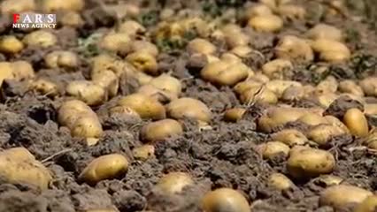 دفن 1700 تن سیب زمینی به بهانه تنظیم بازار