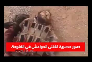 داعشی هایی که نتوانستند از فلوجه عراق فرار کنند!+فیلم (18+)