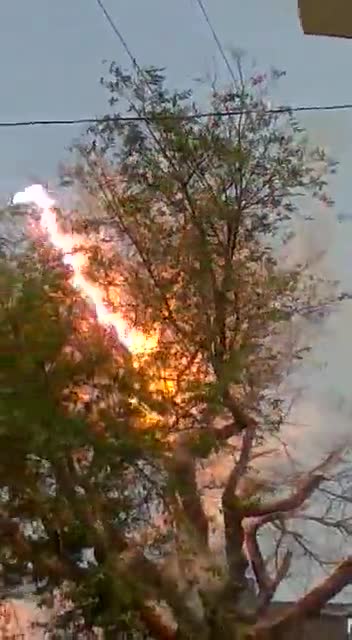 صحنه هولناک از برق گرفتگی یک درخت !!