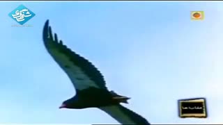 عقاب ها - EAGLE - بخش دوم