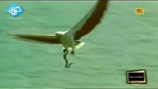 عقاب ها - EAGLE - بخش سوم