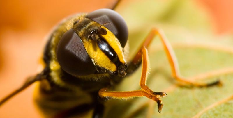 زنبور چگونه متولد می شود؟ دیدن این فیلم نفس شما را در سینه حبس می‌کند!