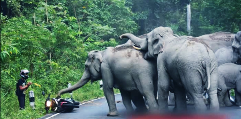 التماس موتور سوار در پی حمله فیل ها